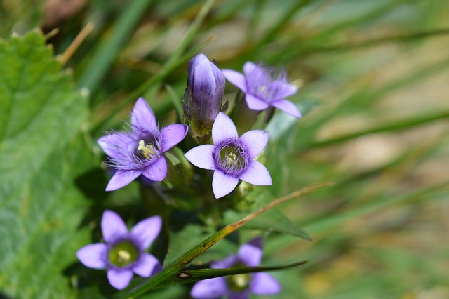Blomster, Violet, Natur, Bjerg
