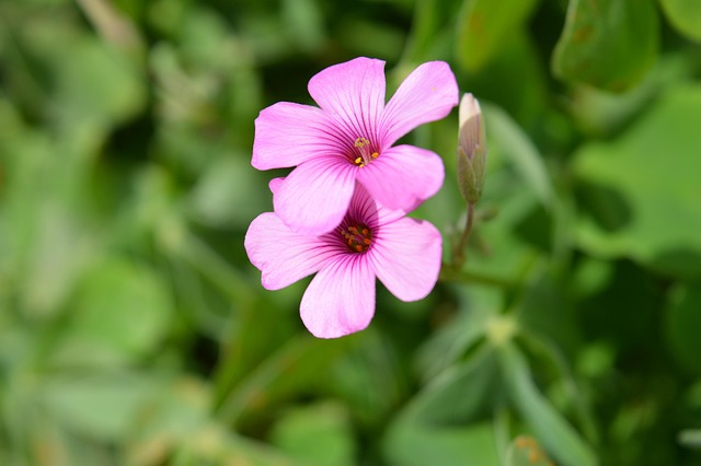 Lyserød, Blomst Baggrund, Blomst Tapet