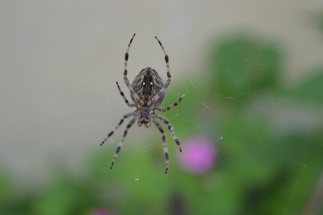 Edderkop, Edderkoppespind, Arachnid