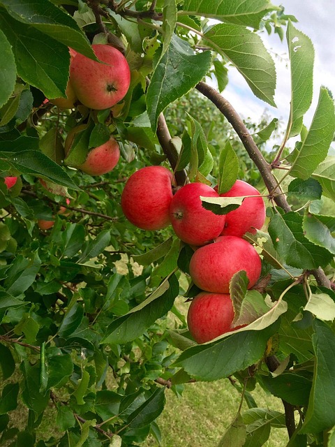 Free Apples Apple Tree photo and picture