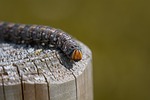kiefernschwaermer, caterpillar, sphinx pinastri