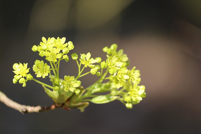 Free Wild Plants Nature photo and picture