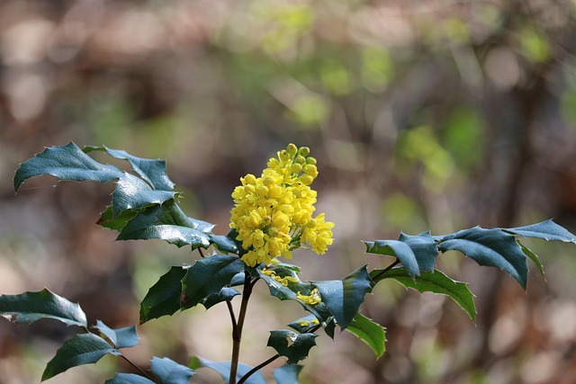 Free Wild Plants Green photo and picture