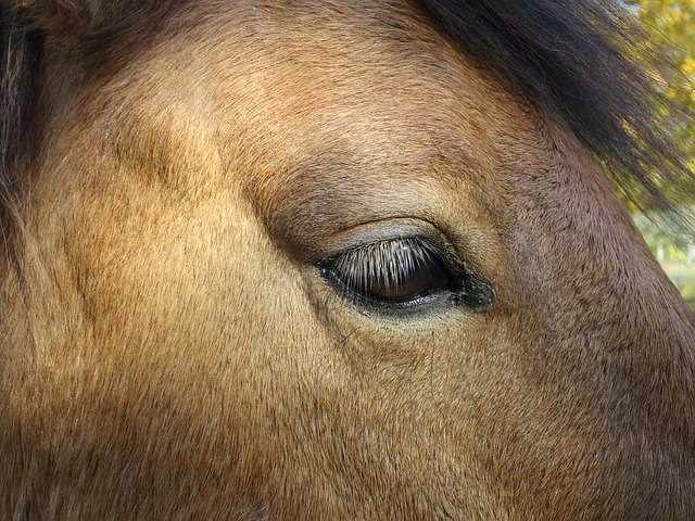 Free Horse Eye photo and picture