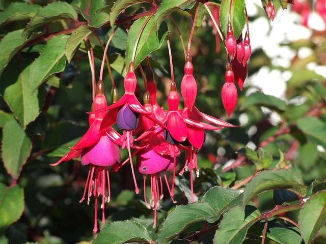 Free Flower Tree photo and picture