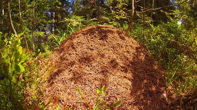 Free Ants Heap photo and picture