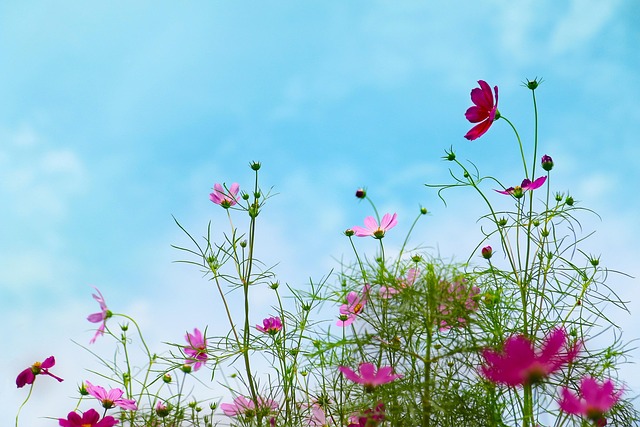 Free Cosmos Autumn photo and picture
