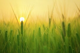 Barley Field, Wheat, Harvest