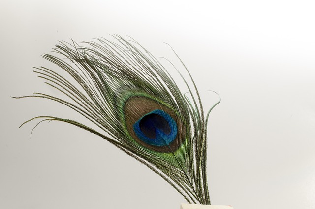 Free Feather Bird photo and picture