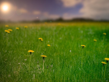 Free Dandelion Flower Background photo and picture