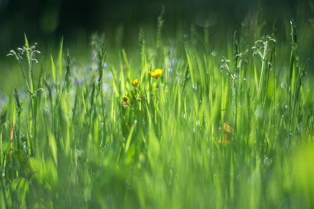 Vernal, Græs, Grøn, Eng, Sommer, Bokeh