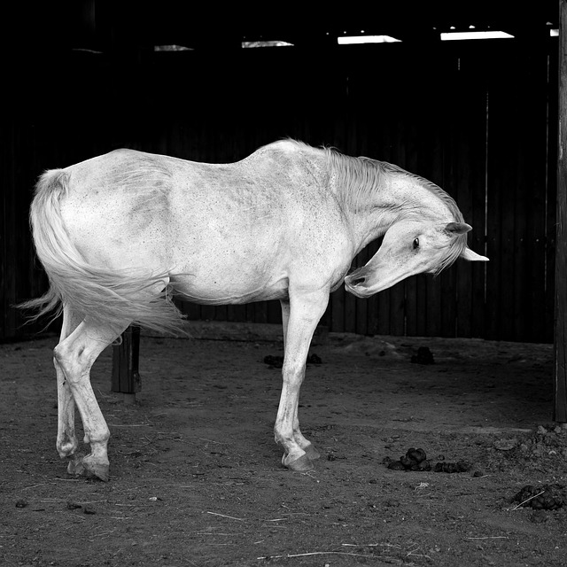 Hvid, Natur, Hest, Sort Og Hvidt Foto
