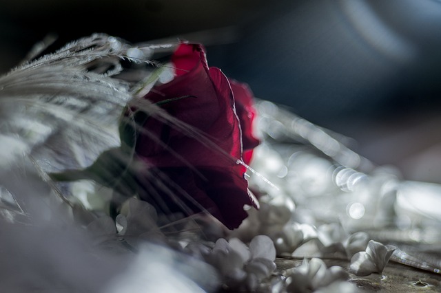 Roser, Blomstre, Rød Rose, Mørk