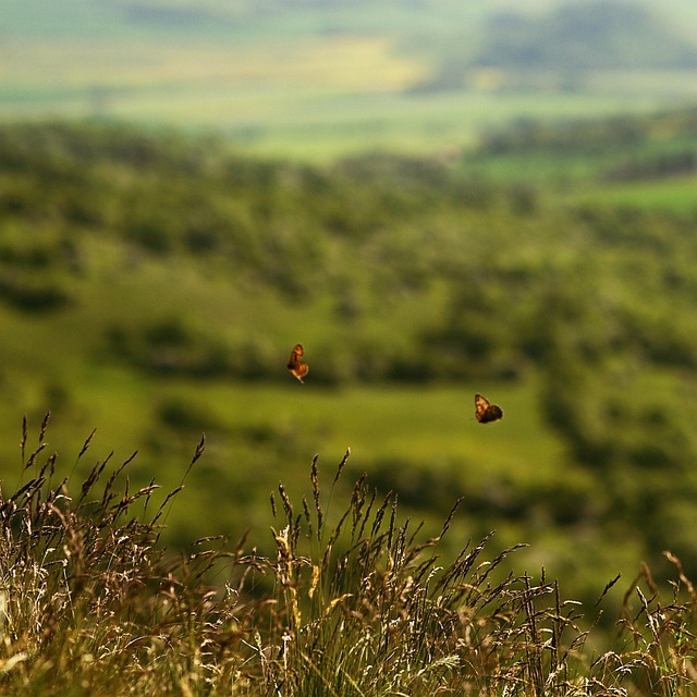 Sommerfugle, Land, Udsigt