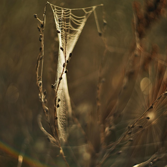Web, Eng, Indisk Sommer