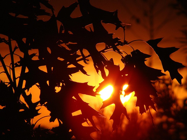 Free Sunset Tree photo and picture