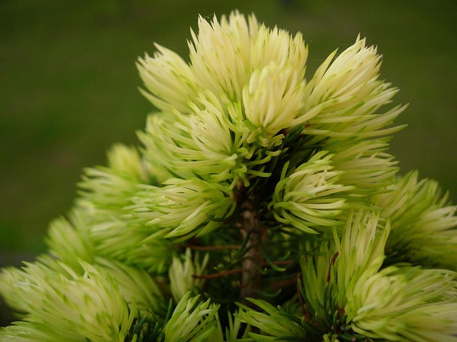 Free Spruce Tree photo and picture