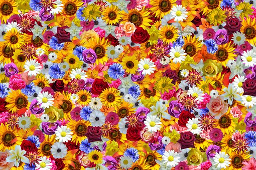 Free Flower Blossoms illustration and picture
