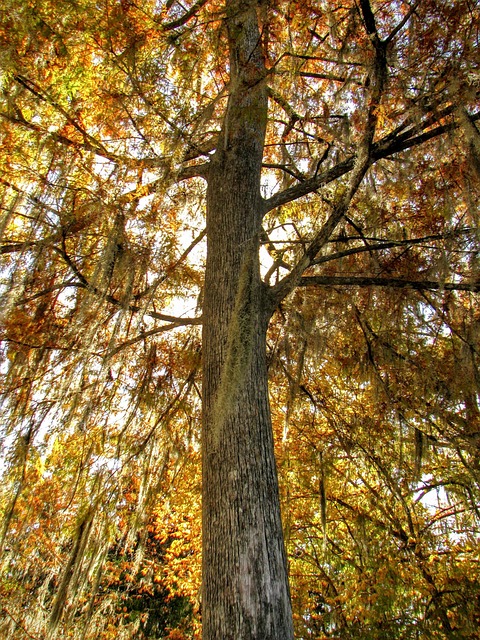 Free Wakulla Florida photo and picture