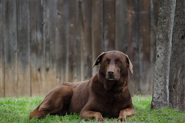 Free Animal Dog photo and picture