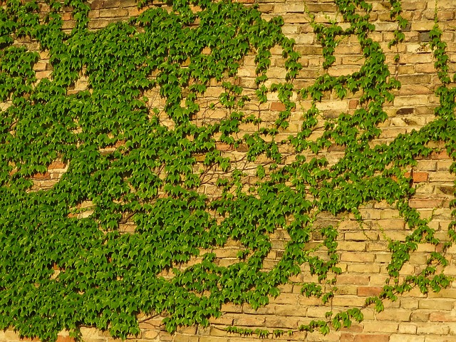Free Wall Amber photo and picture