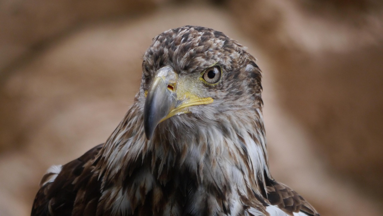 Sas Raptor - Ingyenes fotó a Pixabay-en - Pixabay