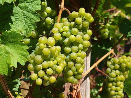 Vin, Mosel, Vinstokke, Vinavl, Vingård