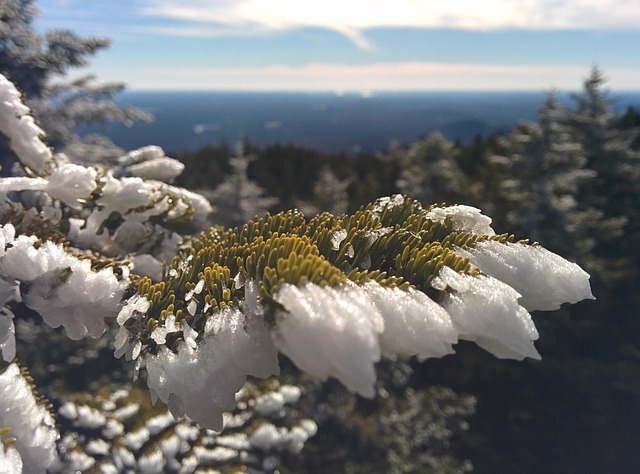 Free Tree Snow photo and picture