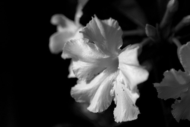 Fascinerende, Adenium, Blomst, Ørken