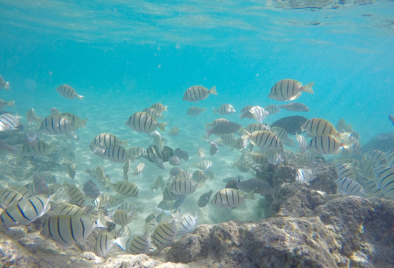 水下鱼 夏威夷 浮潜 - Pixabay上的免费照片 - Pixabay