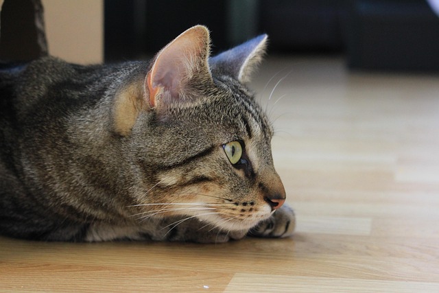 Katze, Haustier, Tiger, Katzenartige