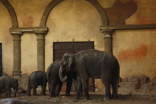 Hagenbeck Zoo, Tierpark, Zoo, Hagenbeck