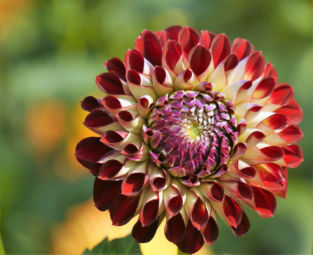 Blumen Dahlien Sp tsommer Kostenloses Foto Auf Pixabay blumen-dahlien-sp-tsommer-kostenloses-foto-auf-pixabay