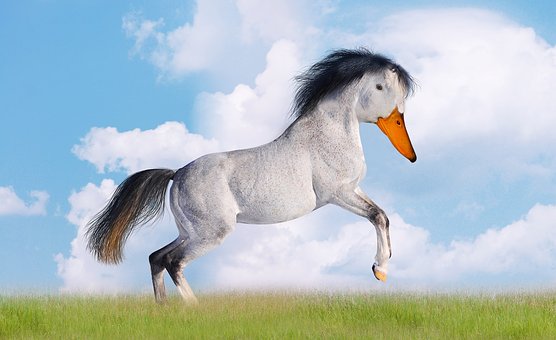 Free Duck Horse Nature illustration and picture