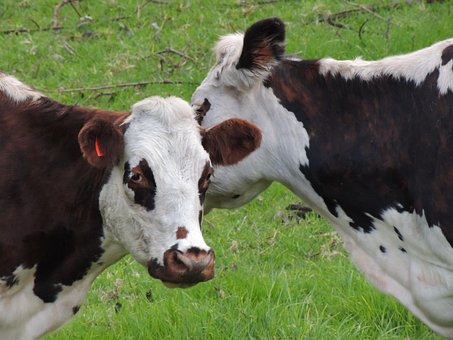 Vacas, Amor Y Amistad, Ganadería, Ganado