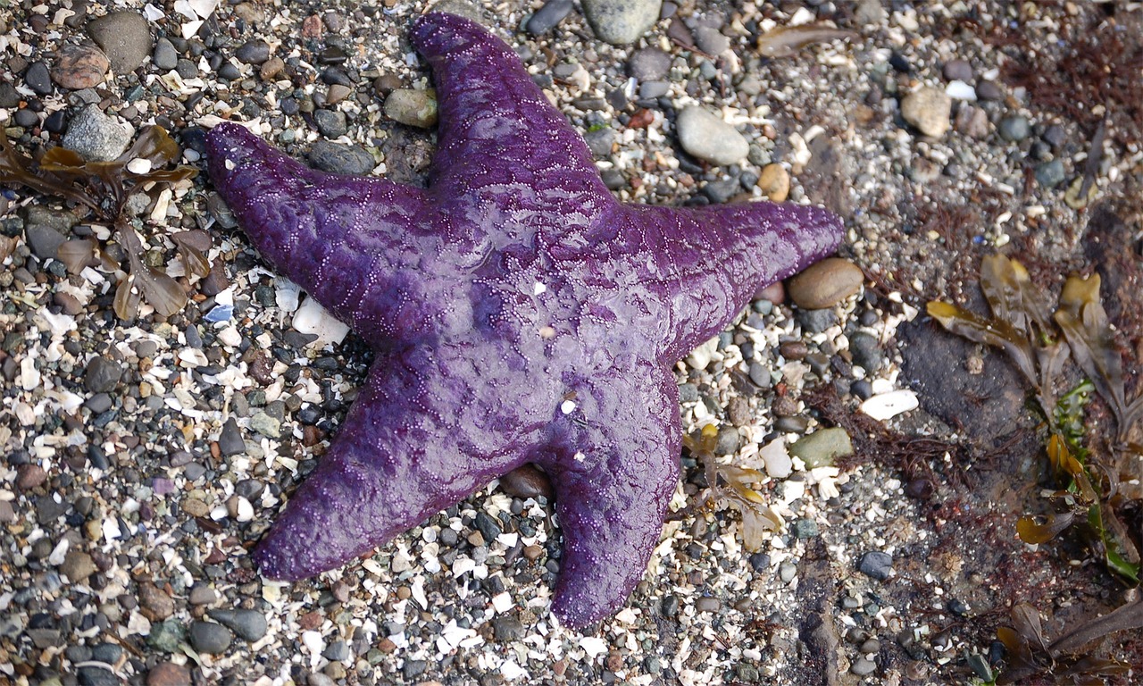 Estrela Do Mar Peixe Roxo Foto Gratuita No Pixabay Pixabay Estrela Do Mar Peixe Roxo Foto Gratuita No Pixabay Pixabay
