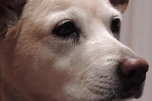 Dog, Perro, Closeup, Animal, Mirada