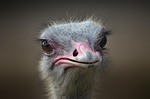 ostrich, bird, portrait