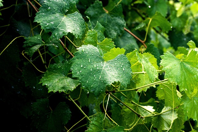 Free Grape Leaves Leaves photo and picture
