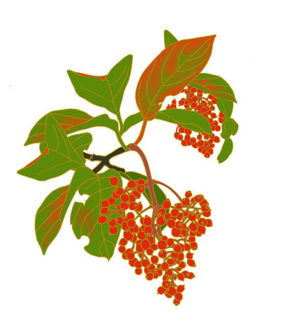 Free nuts red fruit viburnum illustration