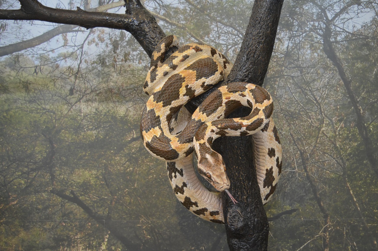 Python Snake Wildlife - Free photo on Pixabay - Pixabay