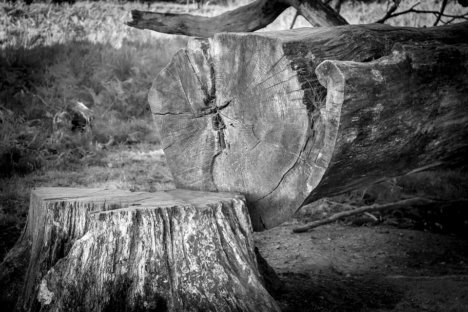 Tree Strump Photo Tree Stump Trunk - Free photo on Pixabay
