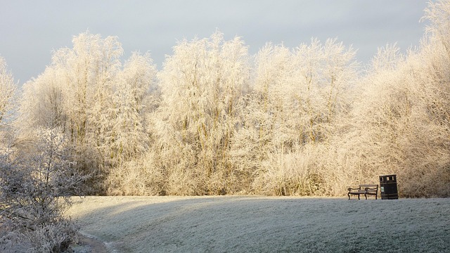 Free Snowfall Winter photo and picture