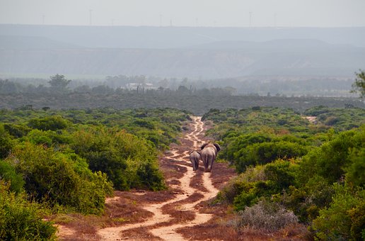 Free Africa Safari photo and picture
