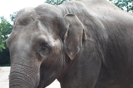 Hagenbeck Zoo, Hagenbeck Tierpark