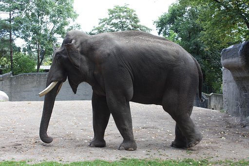 Hagenbeck Zoo, Hagenbeck Tierpark