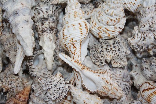 Muscheln, Dekoration, Deko, Maritim