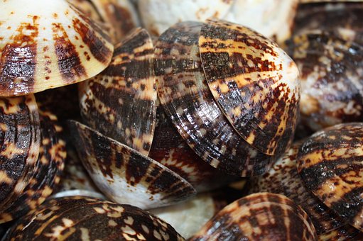 Muscheln, Dekoration, Deko, Maritim
