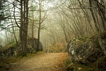 wood, forest, nature