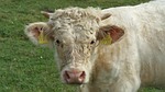 beef, charolais, boy